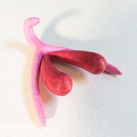 3D-printed-clitoris-4_0